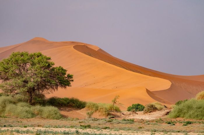 Rote Sanddüne im Sossusvlei mit grünem Kameldornbaum im Vordergrund