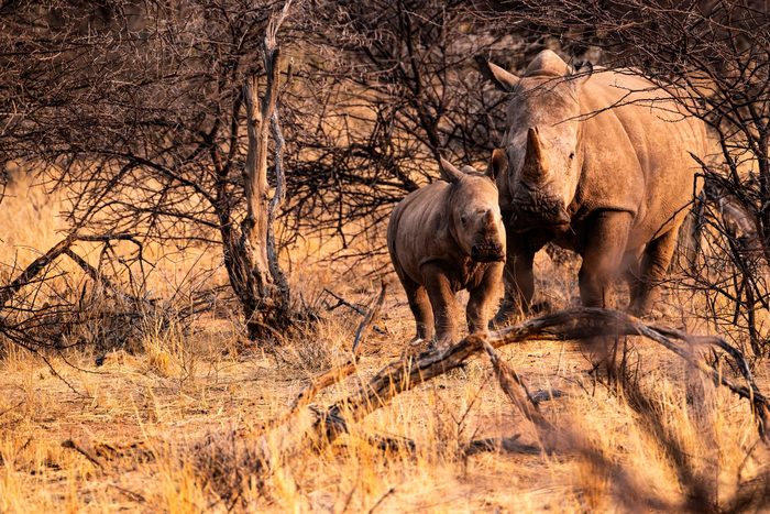 Nashornmutter mit Kalb im trockenen Buschland am Waterberg in Namibia