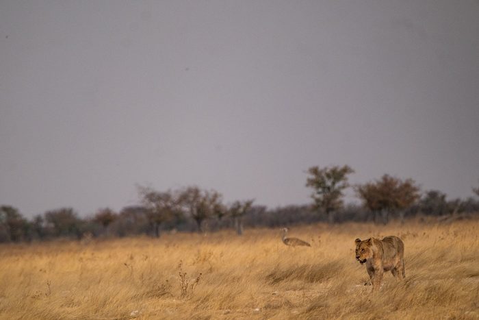 Löwe im hohen goldenen Gras der Etosha-Savanne unter grauem Himmel