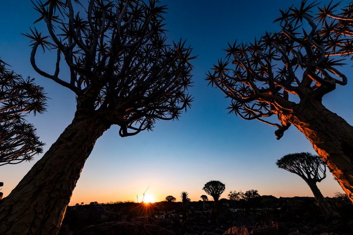 Köcherbäume als Silhouette vor blauem Abendhimmel mit Sonnenuntergang am Horizont