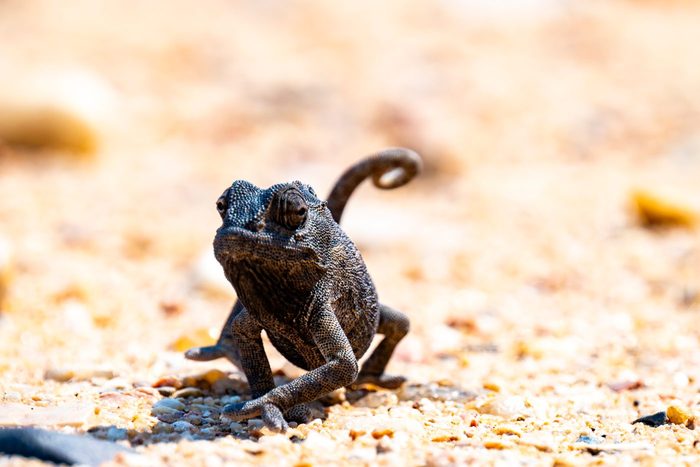 Namaqua-Chamäleon im Wüstensand bei Swakopmund in Nahaufnahme