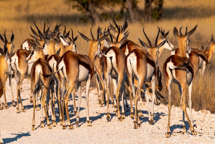 Herde Springböcke in der Etosha, Fotografie von Andreas Amplatz