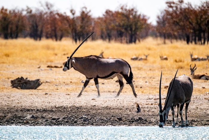 Oryxantilopen an einem Wasserloch in der Etosha