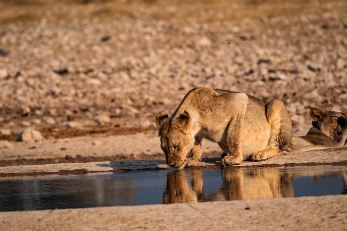 Löwin trinkt am Wasserloch in der Etosha mit Spiegelung im Wasser
