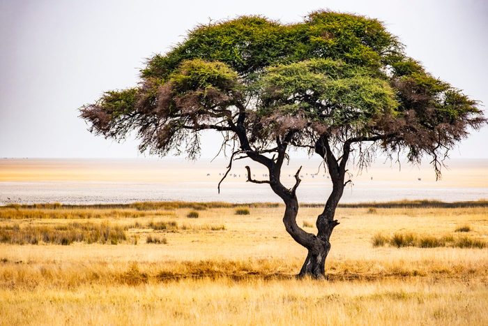 Einzelner Kameldornbaum in der Ebene der Etosha