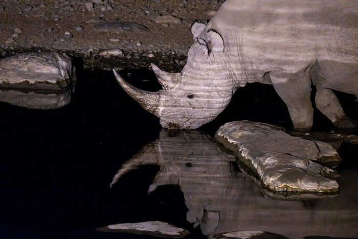 Nashorn trinkt nachts am Wasserloch in der Etosha mit Spiegelung