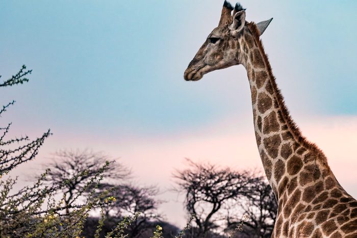 Giraffe vor pastellfarbenem Abendhimmel am Mount Etjo